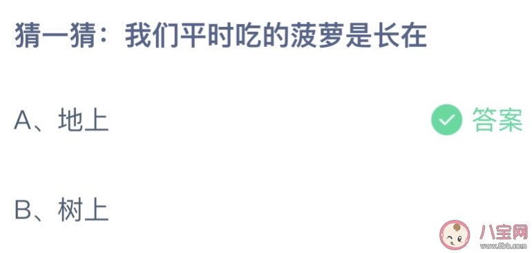 我们平时吃的菠萝是长在地上还是树上 蚂蚁庄园9月15日答案最新