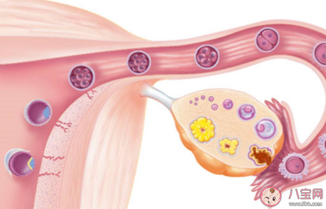 孕期卵巢肿瘤胎儿还能留吗 孕期手术对胎儿有影响吗