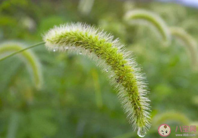 狗尾巴草可以煮水喝吗 用狗尾巴草泡水喝需要注意什么