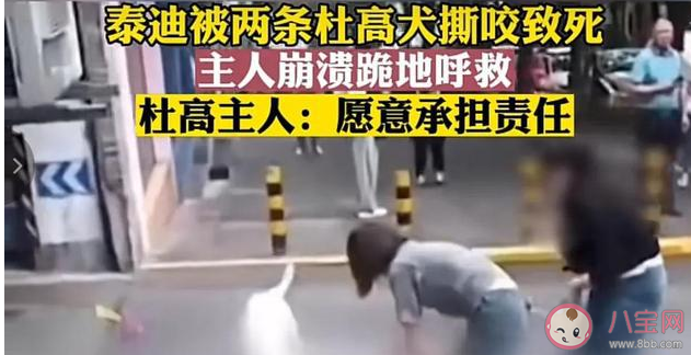 杜高是禁养犬吗 哪些狗狗不能养