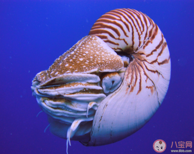 鹦鹉螺是海螺吗 蚂蚁森林神奇海洋9月23日答案