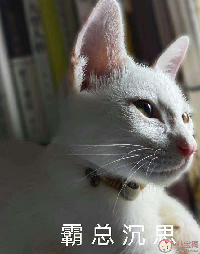 为什么总有男明星沉迷霸总叙事 霸总模式为什么受欢迎