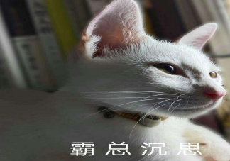 为什么总有男明星沉迷霸总叙事 霸总模式为什么受欢迎
