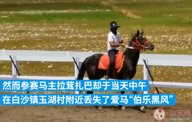 价值28万纯血马在丽江走失是怎么回事 为什么纯血马这么贵