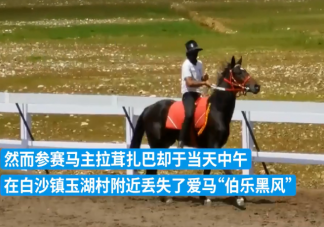 价值28万纯血马在丽江走失是怎么回事 为什么纯血马这么贵