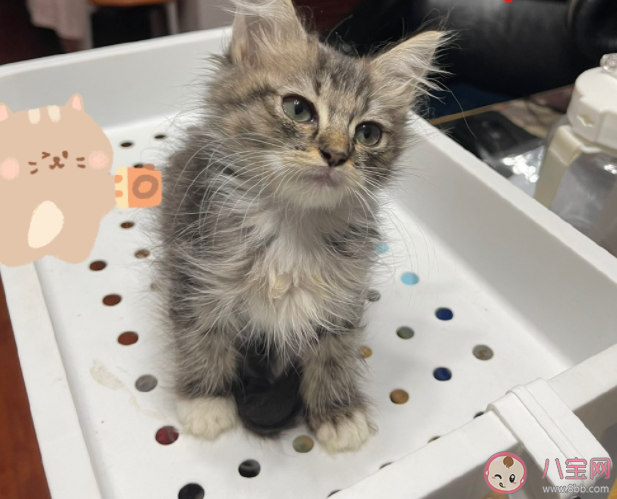 怎么让猫咪快速适应新猫砂 如何给猫咪挑选猫砂