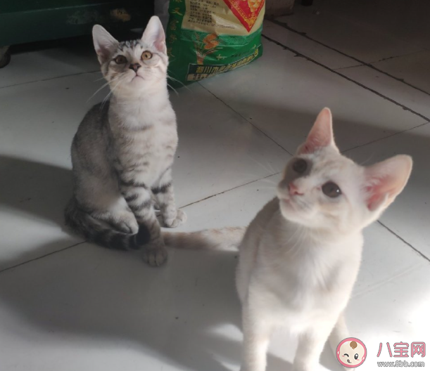 怎么让猫咪快速适应新猫砂 如何给猫咪挑选猫砂