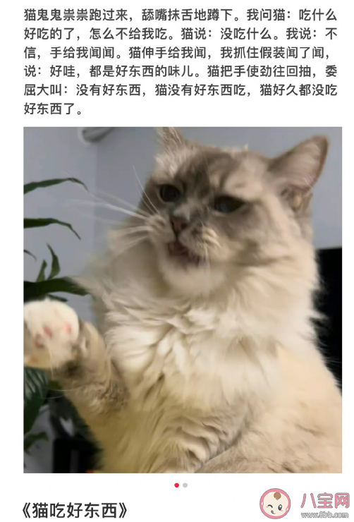 小猫文学是什么梗什么意思 小猫文学语录文案大全