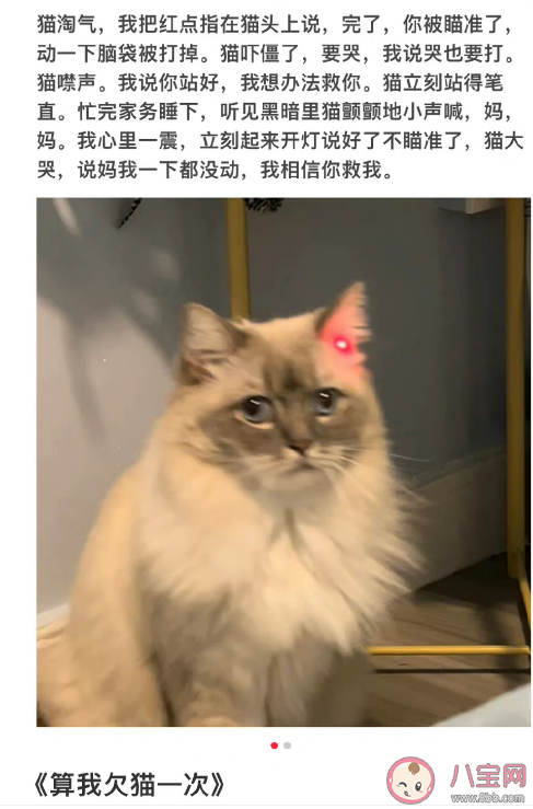 小猫文学是什么梗什么意思 小猫文学语录文案大全