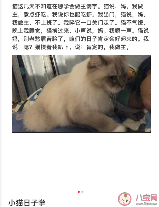 小猫文学是什么梗什么意思 小猫文学语录文案大全