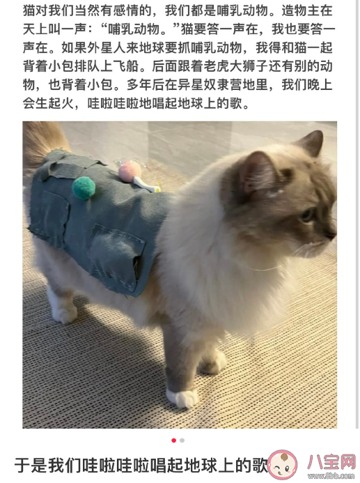 小猫文学是什么梗什么意思 小猫文学语录文案大全