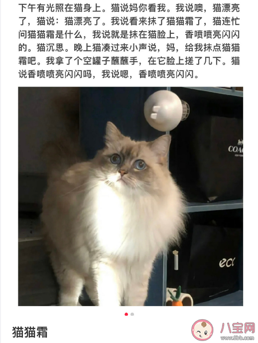 小猫文学是什么梗什么意思 小猫文学语录文案大全