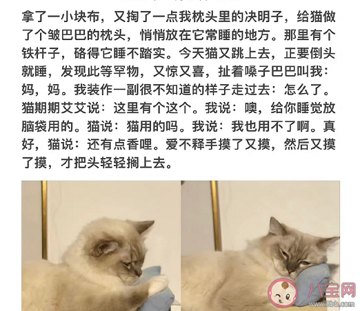 小猫文学为什么火了 小猫文学故事分享