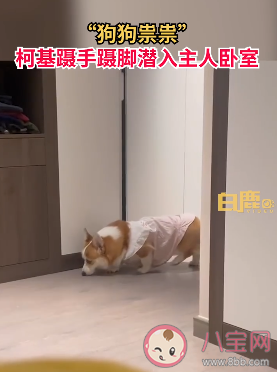 柯基蹑手蹑脚潜到主人床边睡觉是为什么 柯基有哪些生活习性