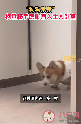 柯基蹑手蹑脚潜到主人床边睡觉是为什么 柯基有哪些生活习性