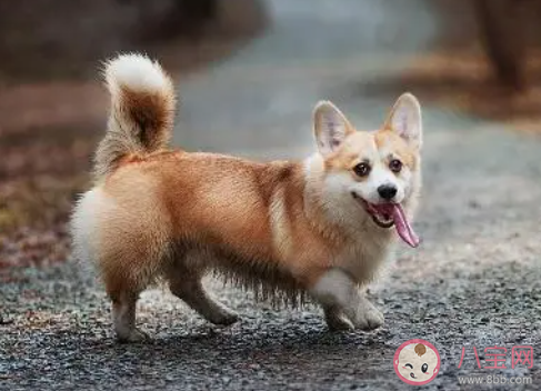 柯基蹑手蹑脚潜到主人床边睡觉是为什么 柯基有哪些生活习性