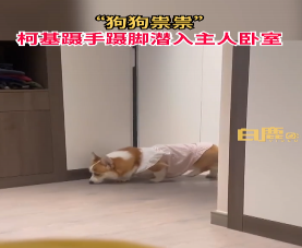 柯基蹑手蹑脚潜到主人床边睡觉是为什么 柯基有哪些生活习性