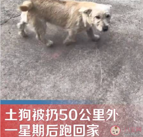 土狗被扔50公里外一星期后跑回家是怎么回事 狗狗为什么对主人如此忠诚