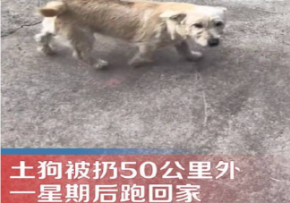 土狗被扔50公里外一星期后跑回家是怎么回事 狗狗为什么对主人如此忠诚