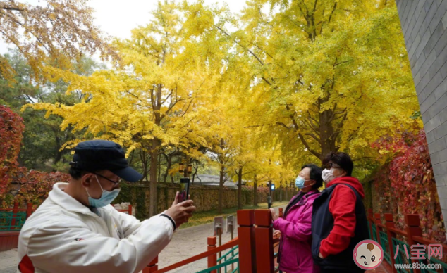 圆明园银杏最佳观赏期来了 在圆明园赏银杏要注意些什么