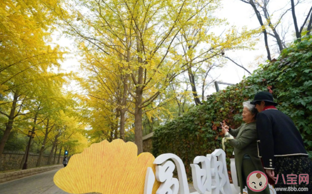 圆明园银杏最佳观赏期来了 在圆明园赏银杏要注意些什么