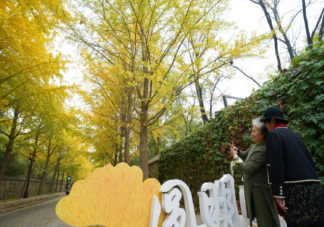 圆明园银杏最佳观赏期来了 在圆明园赏银杏要注意些什么