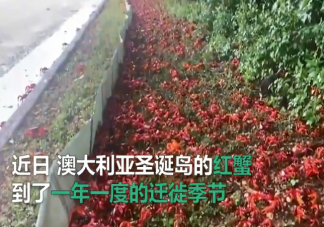 澳大利亚圣诞岛红蟹开启年度大迁徙是怎么回事 圣诞岛红蟹可以吃吗