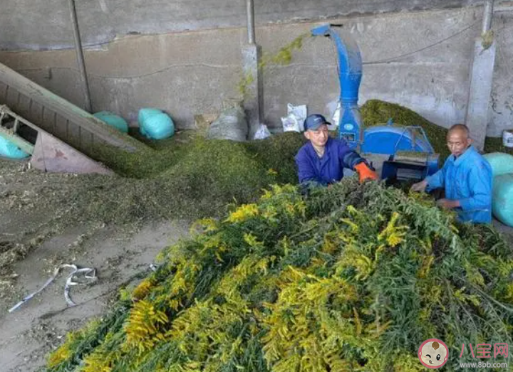 加拿大一枝黄花成浙江胡羊口中美味 胡羊为什么能吃加拿大一枝黄花