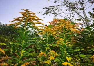 加拿大一枝黄花成浙江胡羊口中美味是怎么回事 加拿大一枝黄花治理有多难