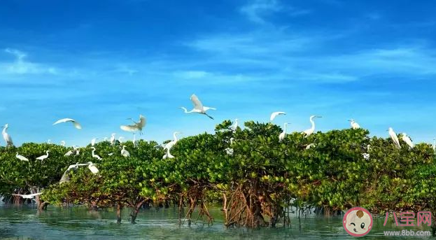 红树林发达的根系有以下哪些作用 神奇海洋11月14日答案介绍 红树林发达的根系有以下哪些作用 神奇海洋11月14日答案介绍