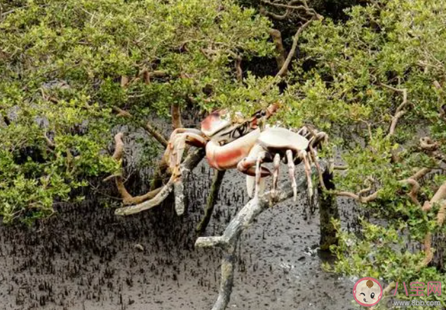 红树林发达的根系有以下哪些作用 神奇海洋11月14日答案介绍 红树林发达的根系有以下哪些作用 神奇海洋11月14日答案介绍