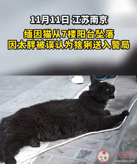 缅因猫因太胖被误当猞猁送到保护站 缅因猫有多好