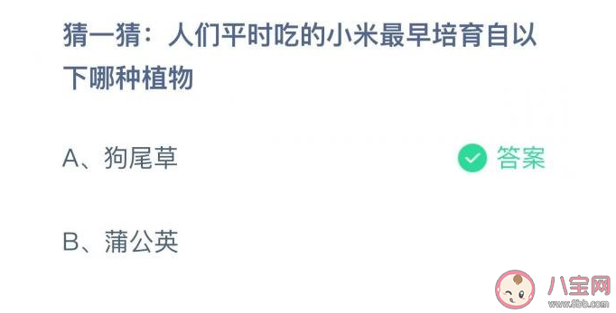 人们平时吃的小米最早培育自以下哪种植物 蚂蚁庄园11月16日答案