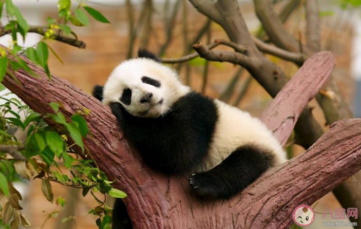 蚂蚁庄园有活化石之称的野生动物是大熊猫还是藏羚羊 11月17日答案 蚂蚁庄园有活化石之称的野生动物是大熊猫还是藏羚羊 11月17日答案