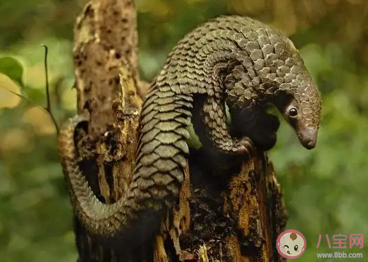 穿山甲主要用什么来捕食 蚂蚁庄园11月17日答案介绍 穿山甲主要用什么来捕食 蚂蚁庄园11月17日答案介绍