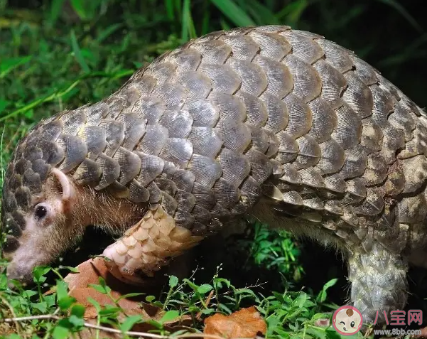 穿山甲主要用什么来捕食 蚂蚁庄园11月17日答案介绍 穿山甲主要用什么来捕食 蚂蚁庄园11月17日答案介绍