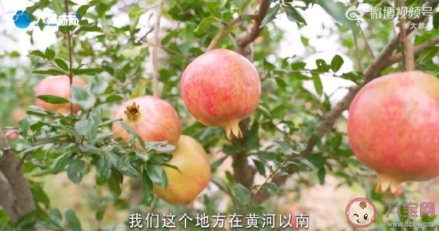 村民不出村仨月把石榴卖出上千万 吃石榴有哪些好处 村民不出村仨月把石榴卖出上千万 吃石榴有哪些好处