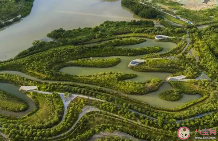 红树林生活在海水中地下部分长期处于哪种环境 神奇海洋11月17日答案 红树林生活在海水中地下部分长期处于哪种环境 神奇海洋11月17日答案