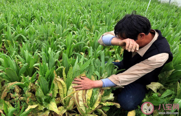 河南农民称菜烂地里降价70%卖不掉是怎么回事 蔬菜为什么会卖不出去 河南农民称菜烂地里降价70%卖不掉是怎么回事 蔬菜为什么会卖不出去