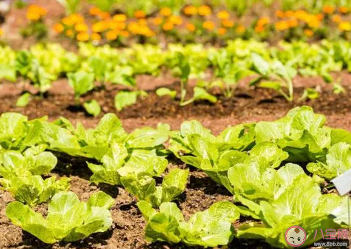 河南农民称菜烂地里降价70%卖不掉是怎么回事 蔬菜为什么会卖不出去 河南农民称菜烂地里降价70%卖不掉是怎么回事 蔬菜为什么会卖不出去