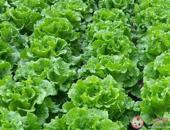 河南农民称菜烂地里降价70%卖不掉是怎么回事 蔬菜为什么会卖不出去 河南农民称菜烂地里降价70%卖不掉是怎么回事 蔬菜为什么会卖不出去