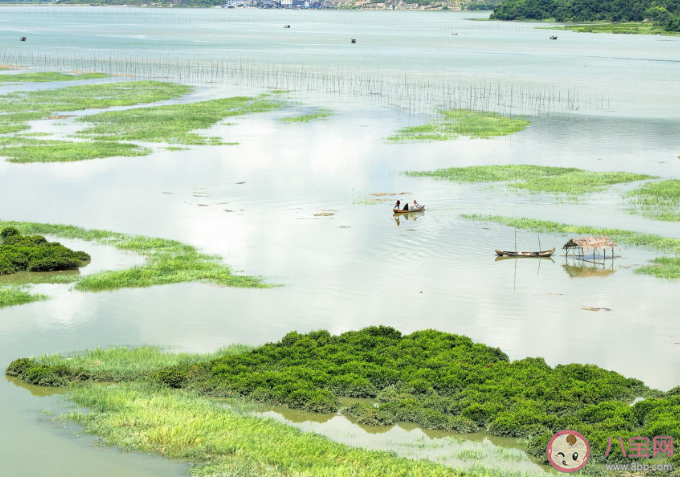 蚂蚁森林红树林生活在海水中地下部分长期处于什么环境 神奇海洋11月17日正确答案