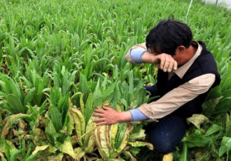 河南农民称菜烂地里降价70%卖不掉是怎么回事 蔬菜为什么会卖不出去