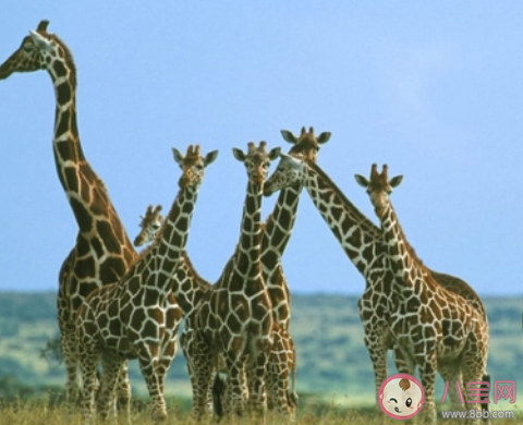 猜一猜长颈鹿可以多久不喝水 蚂蚁庄园11月19日答案最新 猜一猜长颈鹿可以多久不喝水 蚂蚁庄园11月19日答案最新