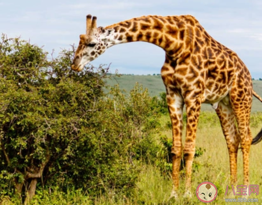 猜一猜长颈鹿可以多久不喝水 蚂蚁庄园11月19日答案最新 猜一猜长颈鹿可以多久不喝水 蚂蚁庄园11月19日答案最新