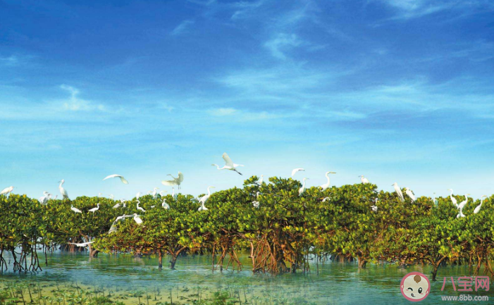蚂蚁森林红树林被称为大海的幼儿园是因为什么 神奇海洋11月18日答案