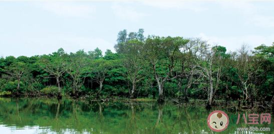 红树林被称为大海的幼儿园主要是因为什么 神奇海洋11月18日答案 红树林被称为大海的幼儿园主要是因为什么 神奇海洋11月18日答案