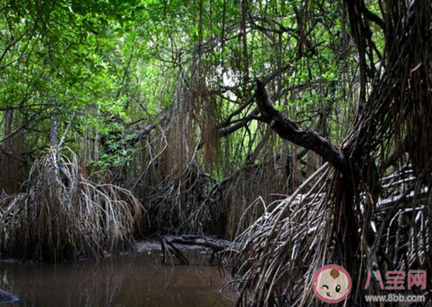 红树林通常生长在以下哪种环境中 神奇海洋11月19日答案