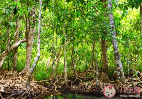 红树林通常生长在以下哪种环境中 神奇海洋11月19日答案
