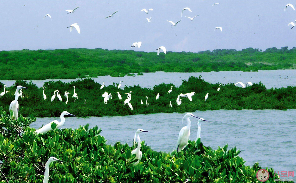 蚂蚁森林红树林为了适应潮间带生活演化出哪种方式传播果实 神奇海洋11月21日答案